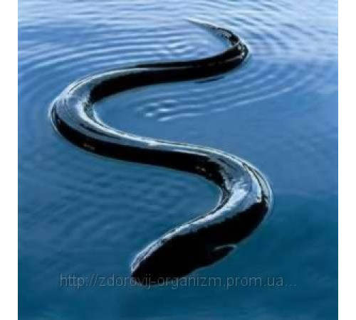 Біокальцій із кісток вугря Вековий Схід 200 штук