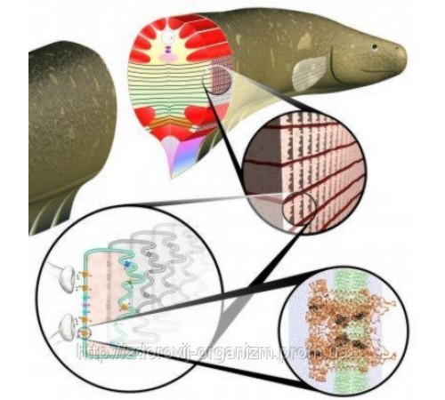 Біокальцій із кісток вугря Вековий Схід 200 штук