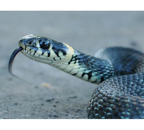 Зміїний крем 999 Вековий Схід